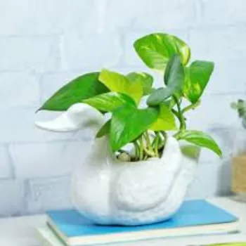 Natural Money Plant